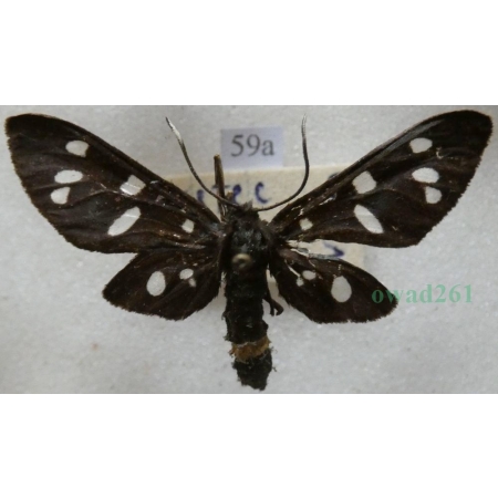 Amata phegea (Linnaeus, 1758) Oblaczek granatek Czech59a